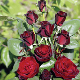 Ruža Bakarola