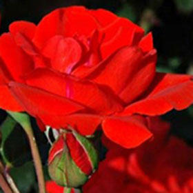 Ruža Čin-čin