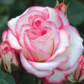 Ruža Dijadem