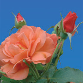 Ruža Vesterlend