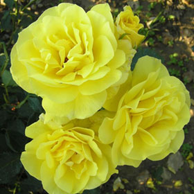 Ruža Mini Žuta