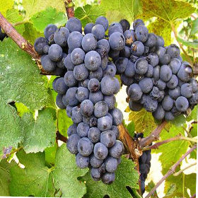 Vinova loza Pino Noir ( Crni Burgundac )