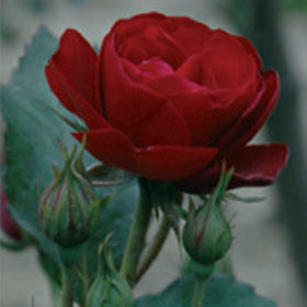 Ruža Nina Vajbul